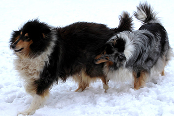 collies350jpg